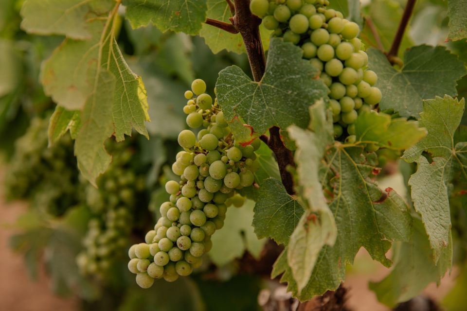 From Barcelona: Winery Tour with Tapas - 24th May 2025