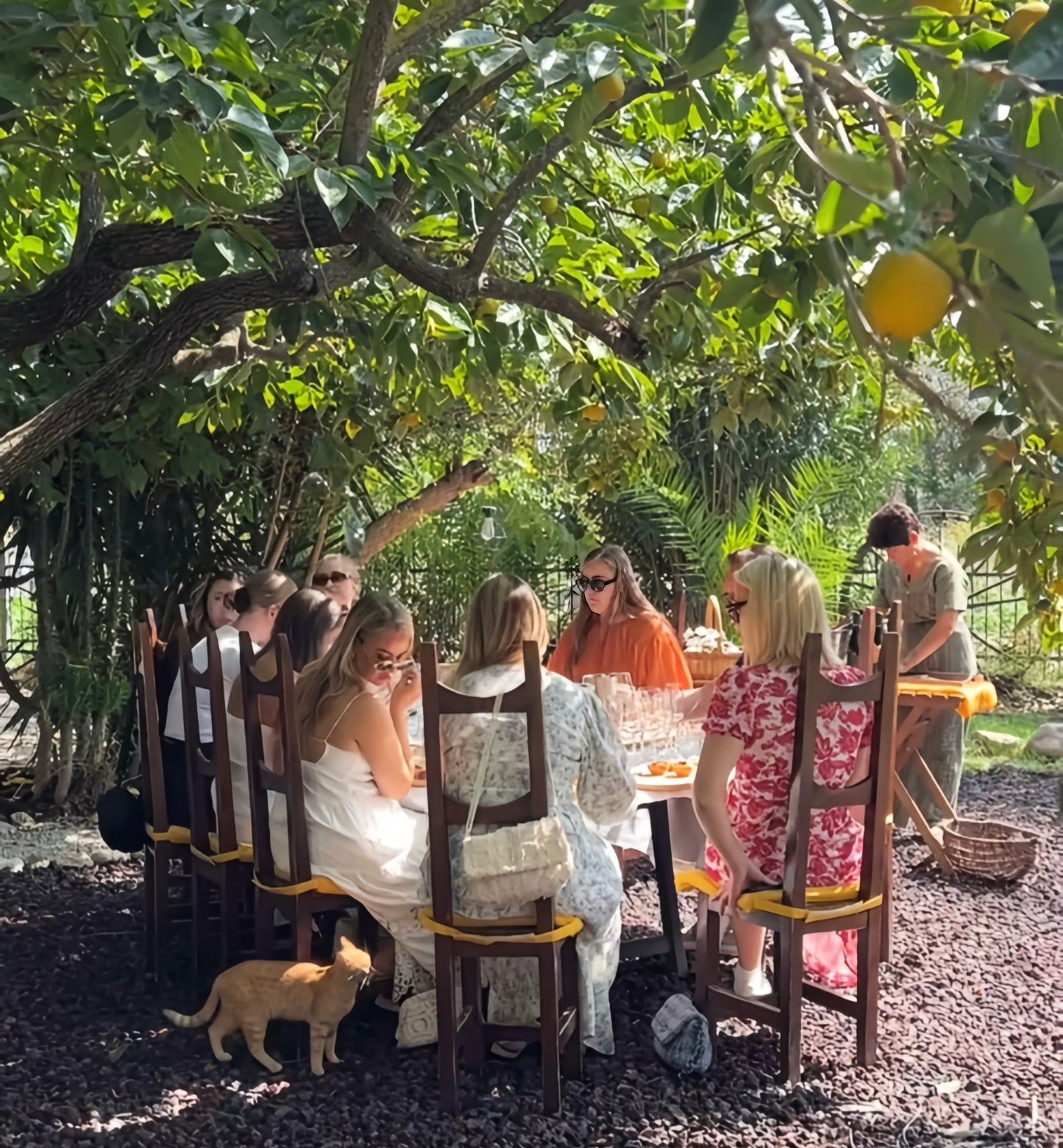 Private Wine Tasting underneath a Lemon Tree