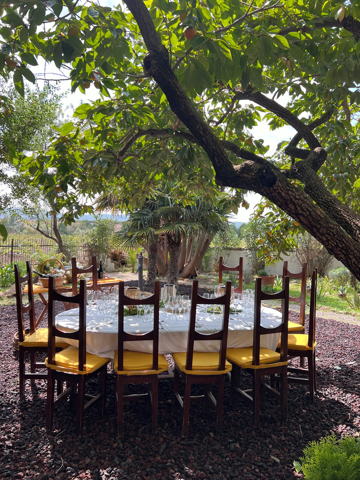 Private Wine Tasting underneath a Lemon Tree