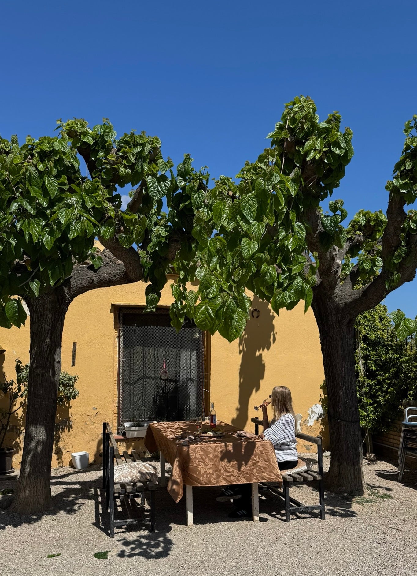 Horse Back Ride Tour with Picnic or Wine Tasting