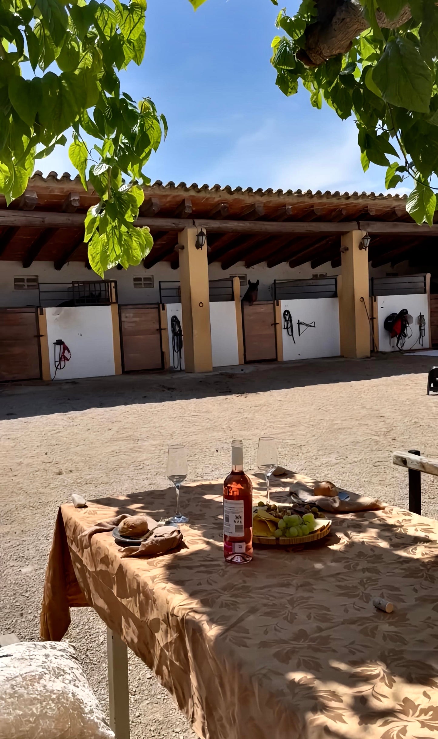 Horse Back Ride Tour with Picnic or Wine Tasting